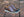 Maurice Calfskin Lace-Up Shoe - Chestnut